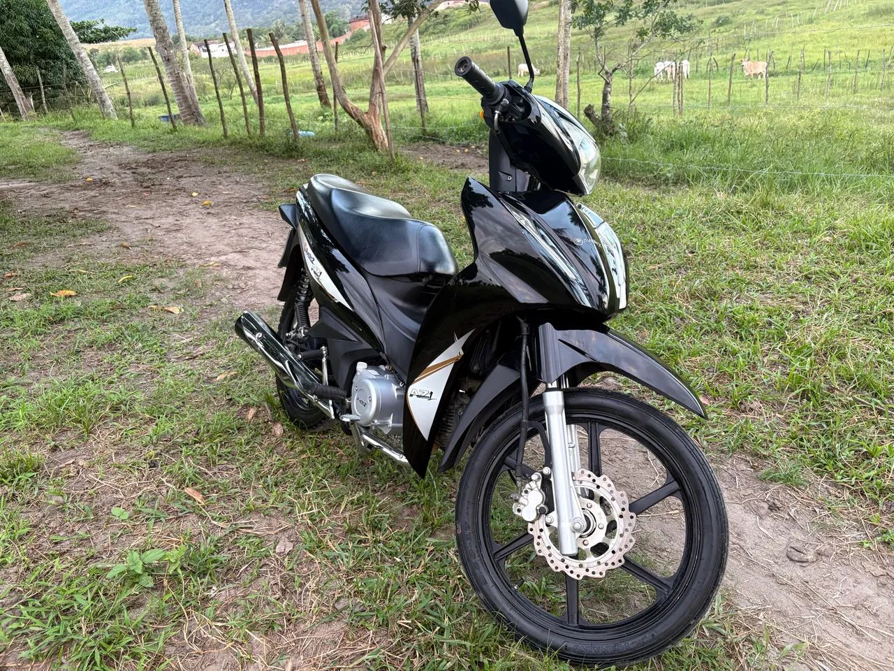 Avelloz 2023 50cc