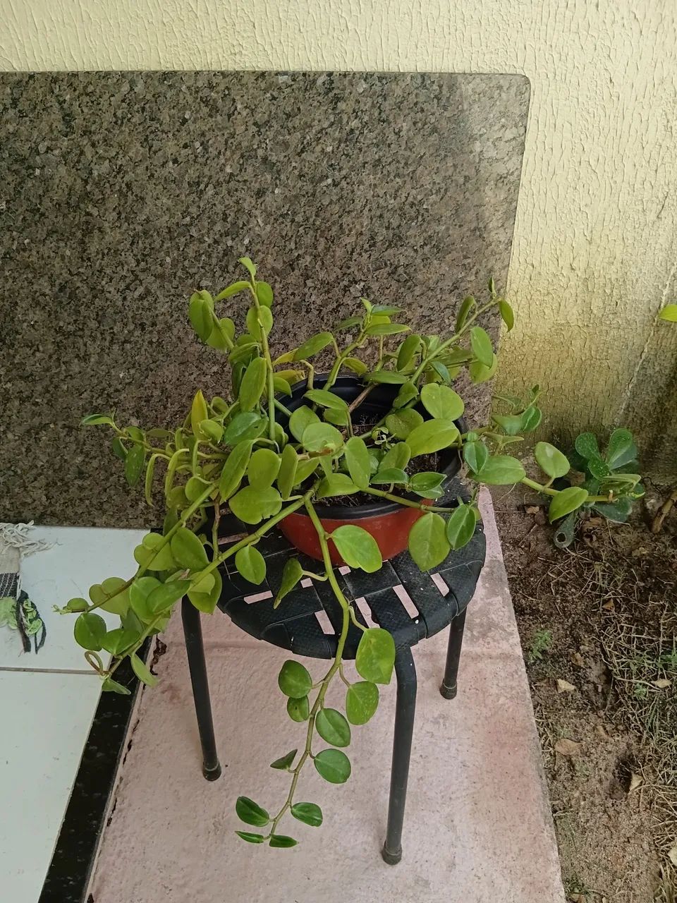 Planta peperomia