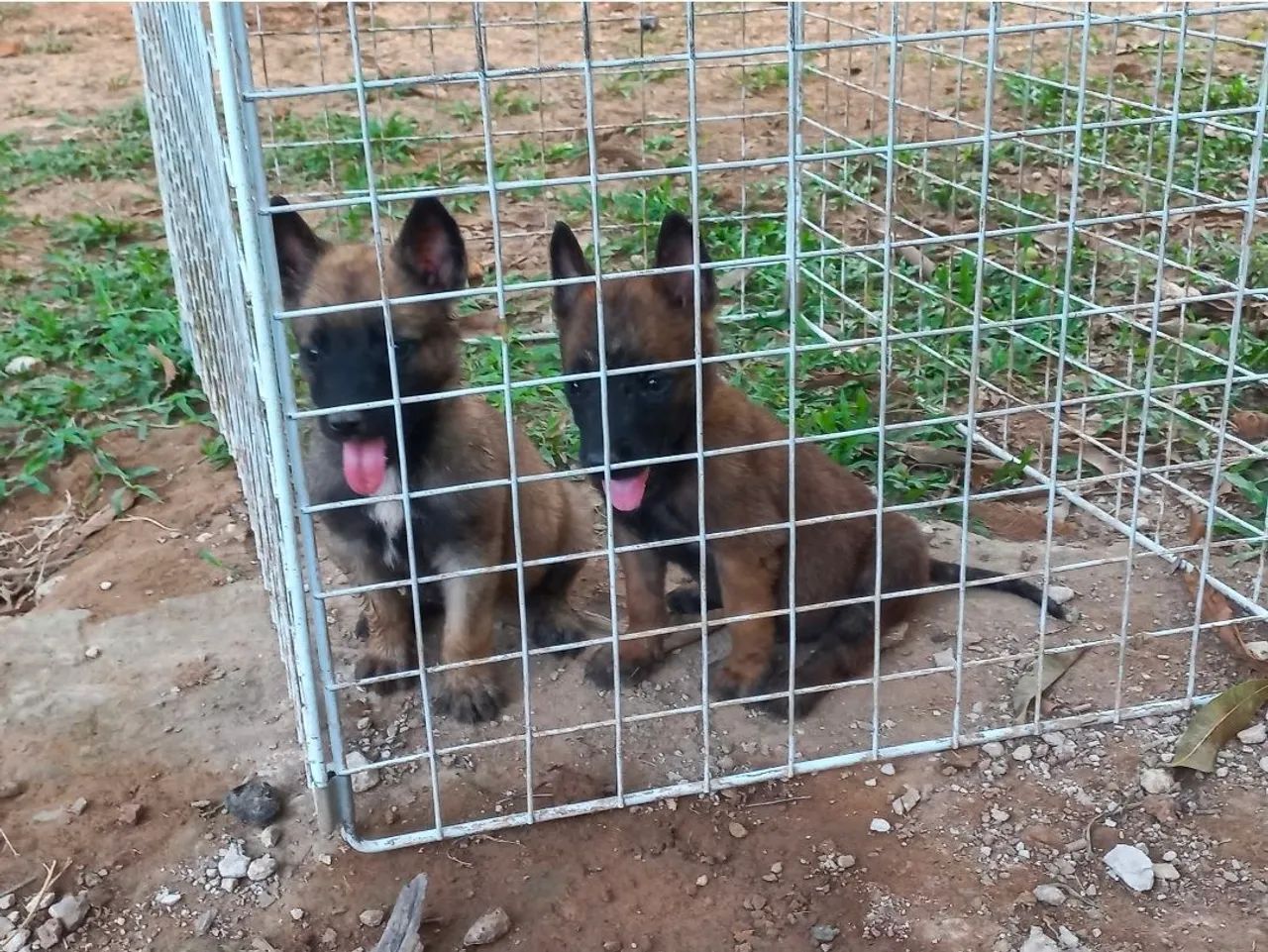 Pastor Belga Malinois - Foto 2