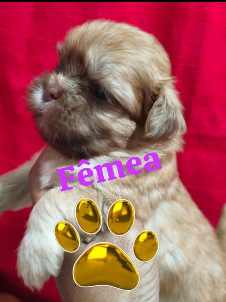 Filhotes shihtzu - Foto 3