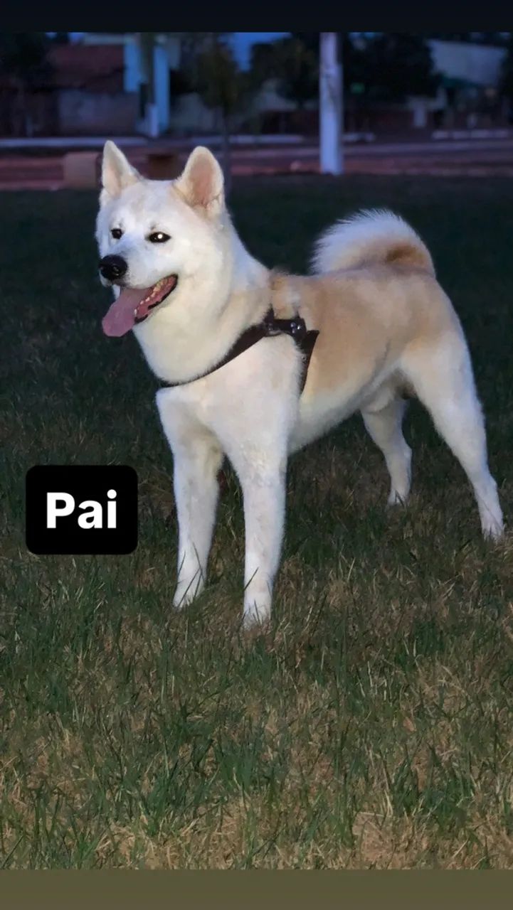 Filhotes Akita Inu  - Foto 5