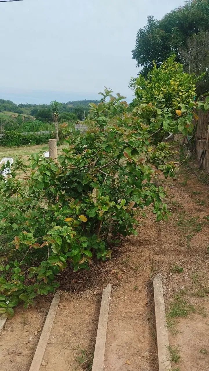 Vendo terreno para sítio em Piedade  - Foto 5