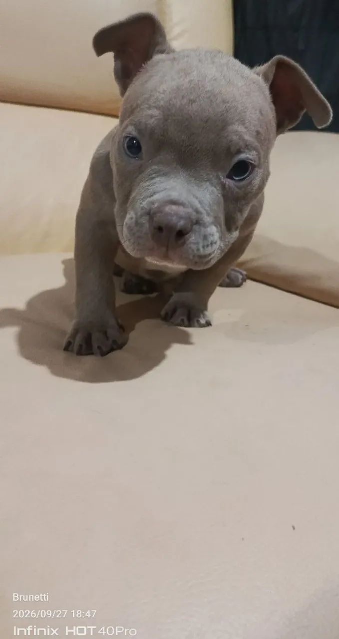 American Bully  - Foto 4