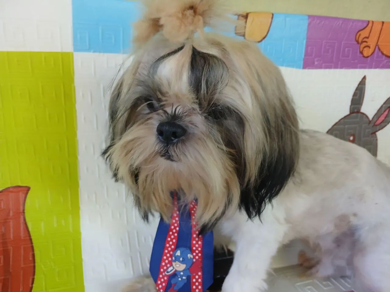 Shih Tzu  - Foto 2