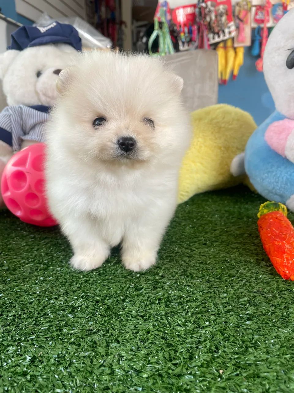 Spitz alemão macho ursinho com procedência !!$2.200,00