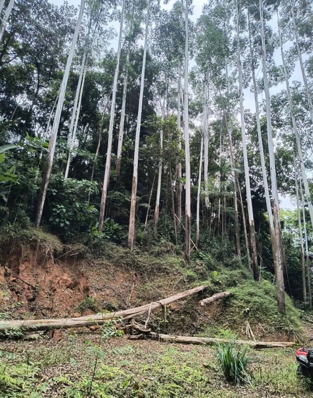 VENDO CHÁCARA EM 3 RIACHOS BIGUAÇU  - Foto 4