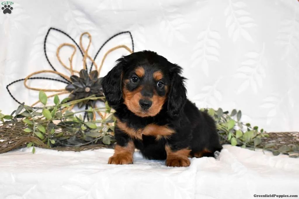 O Dachshund perfeito existe sim | Pelo longo 