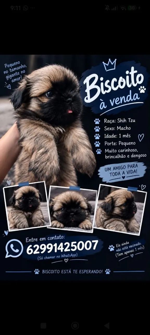 Cachorro 43 dias 