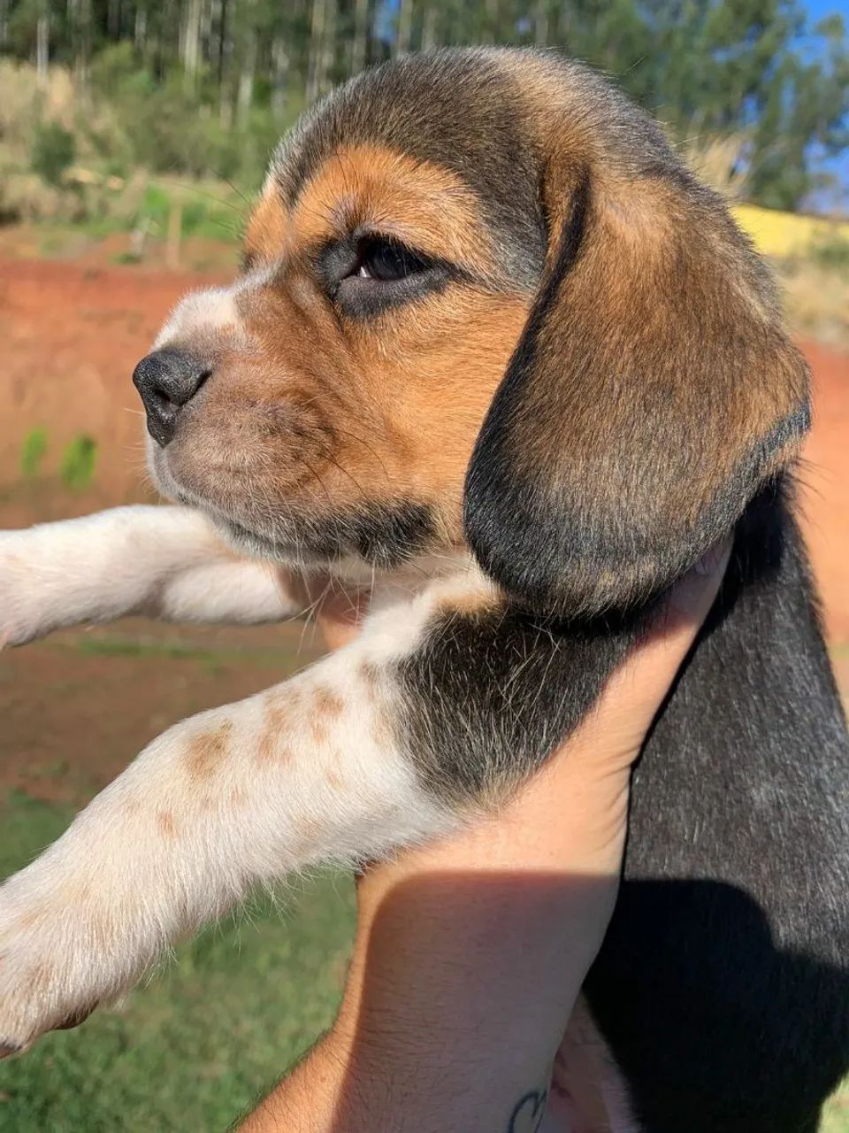 Beagle - Foto 5
