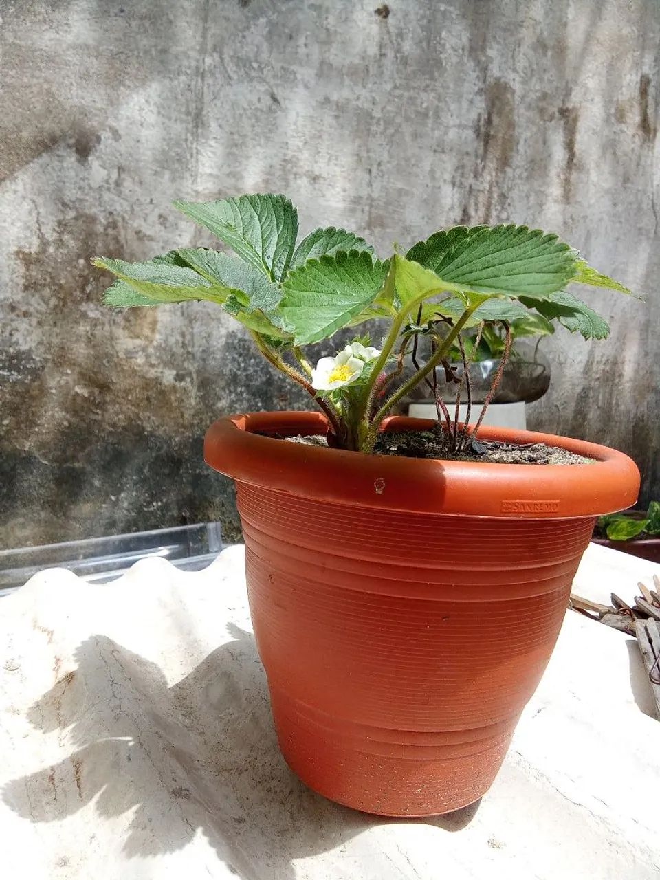 Mudas de morangos - Foto 3