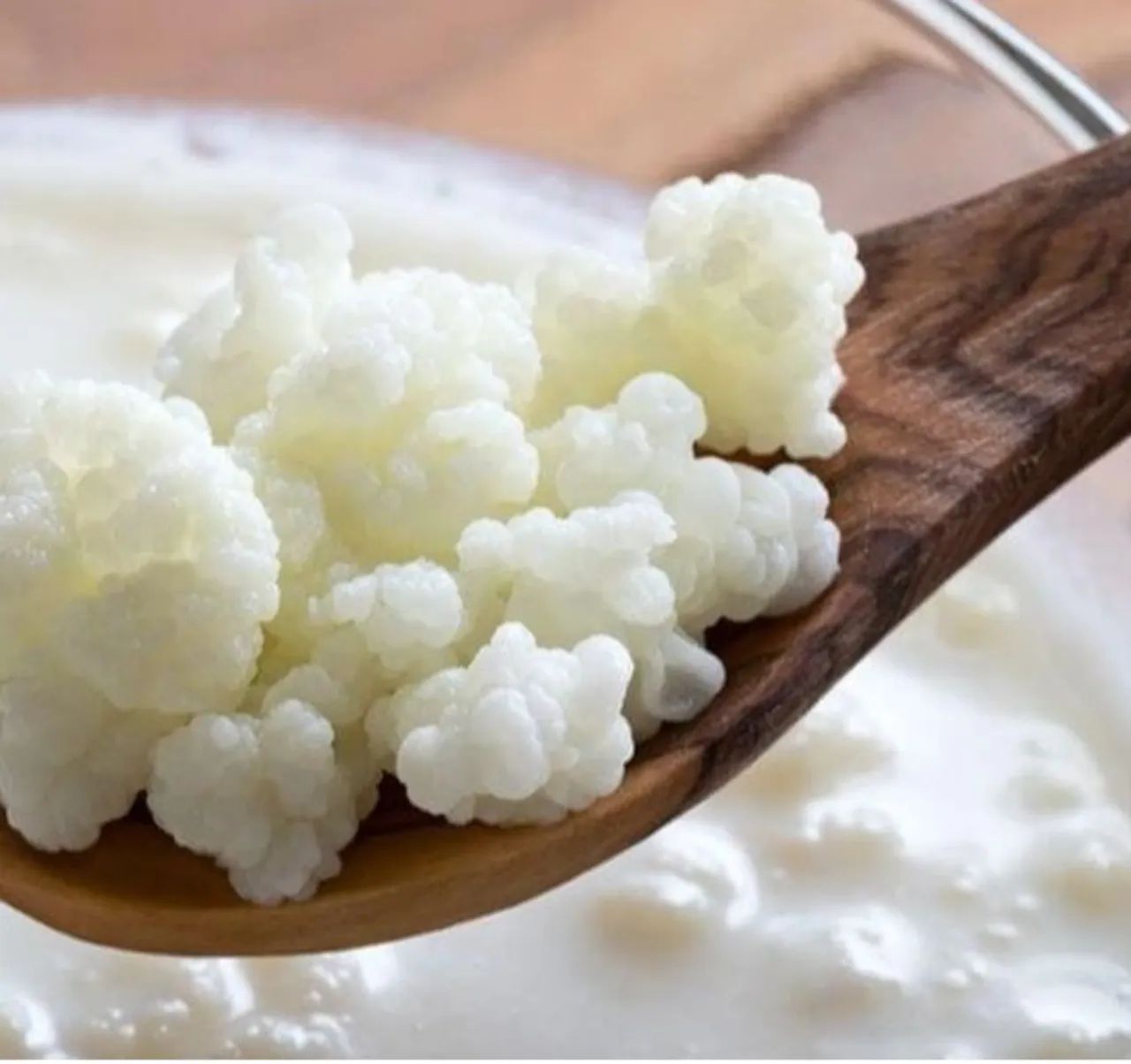Kefir de Leite - muda congelada  - Foto 3