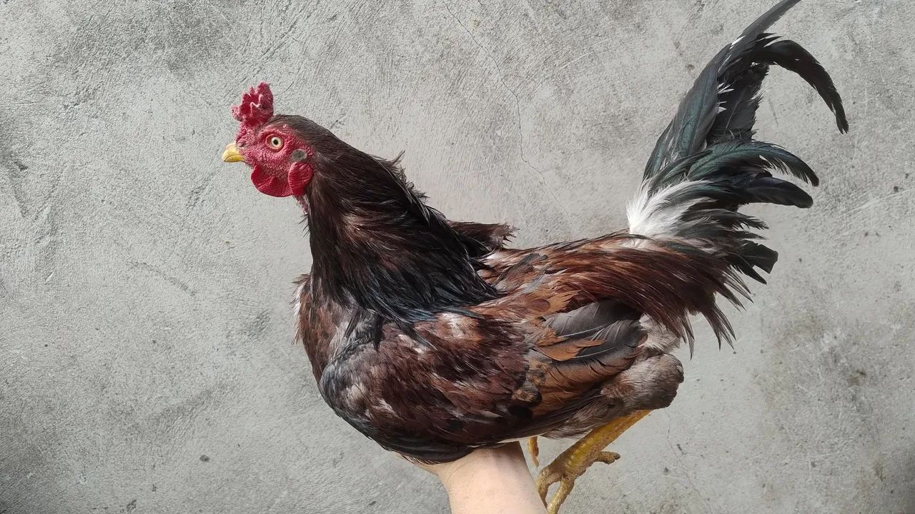 Frango caipira 
