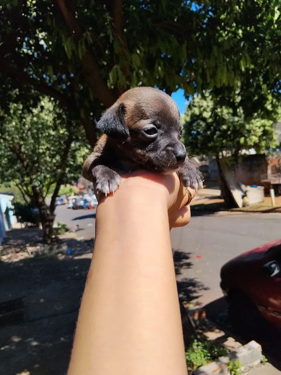 Pinscher fêmea  - Foto 4