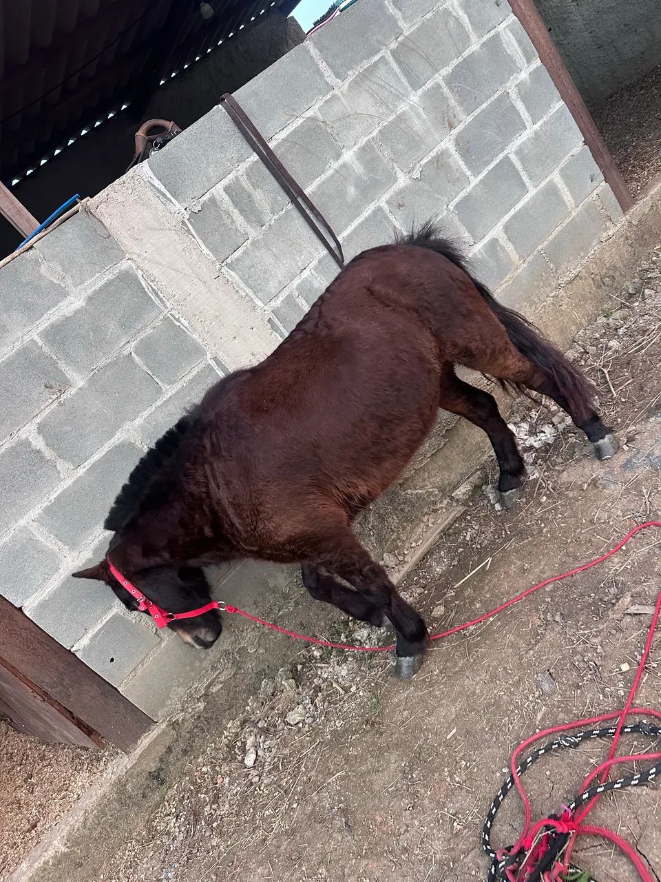 Vendo pônei 