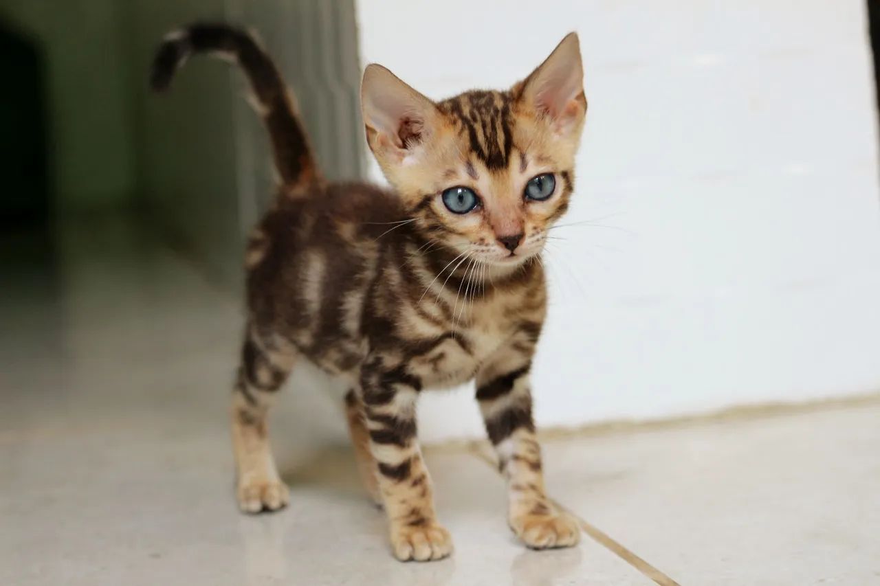 Bengal fêmea  - Foto 2