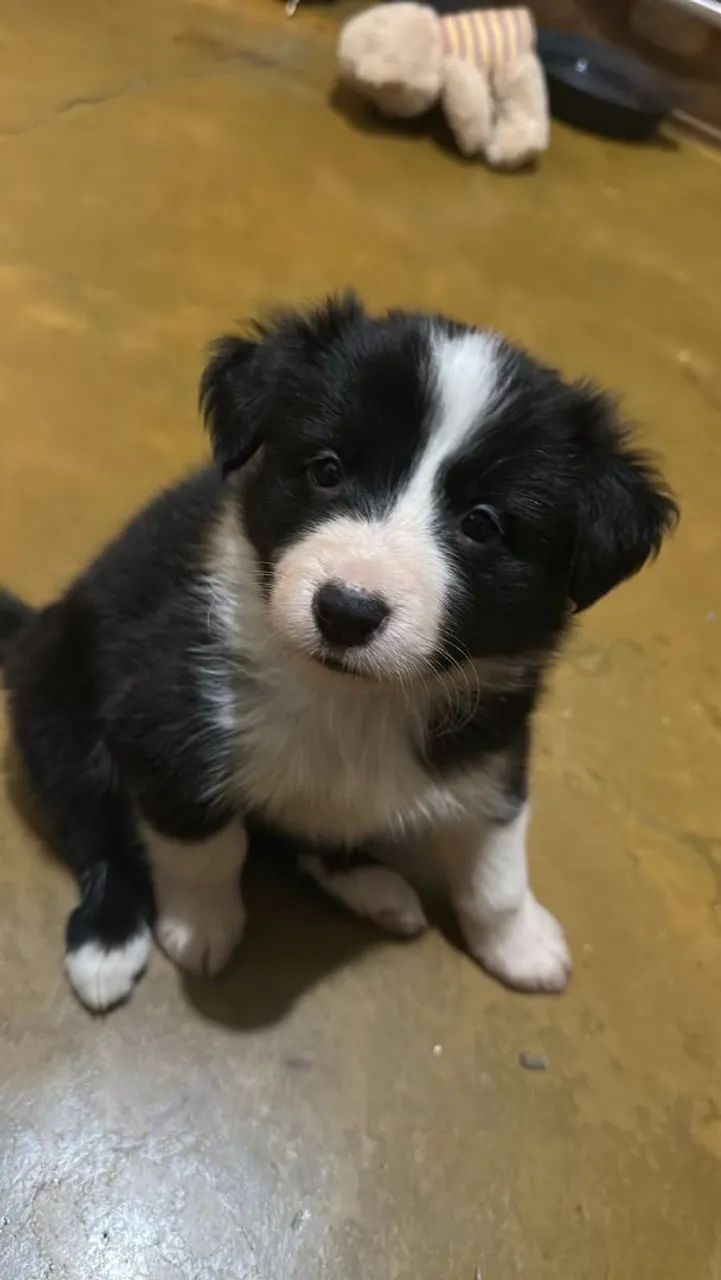 Border collie - Foto 3