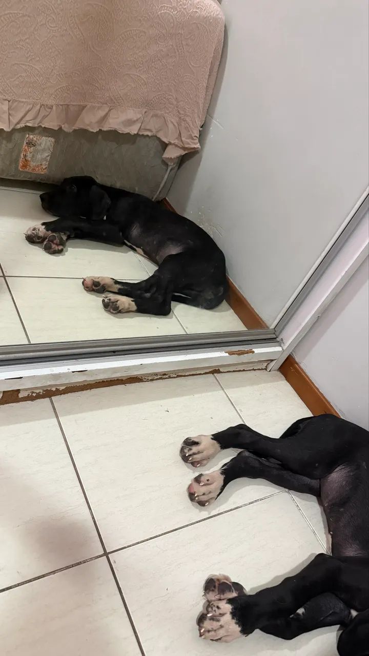 DOG ALEMÃO FÊMEA  - Foto 3