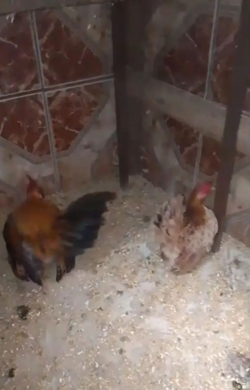 Casal serama  - Foto 3