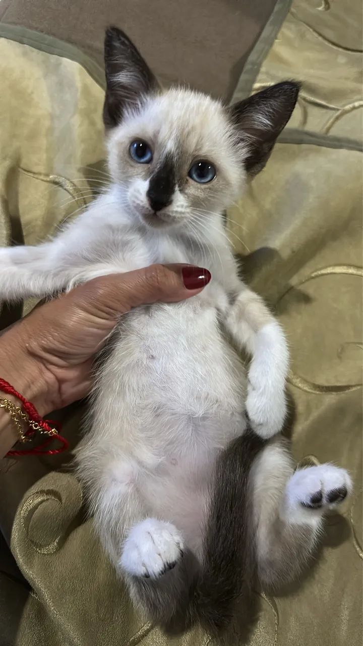 Doação de gatos - Foto 2