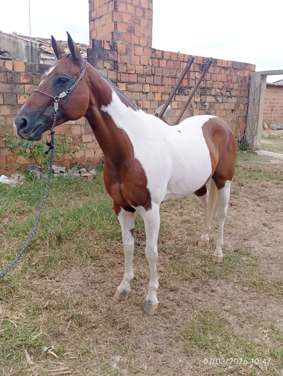 Égua Paint Horse  - Foto 5