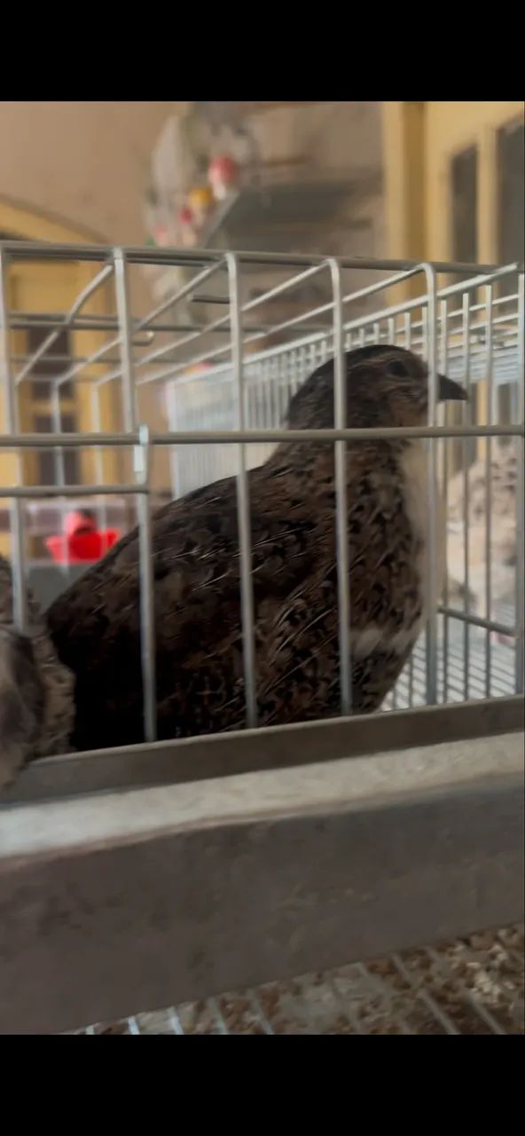 Ovos de codorna gigante