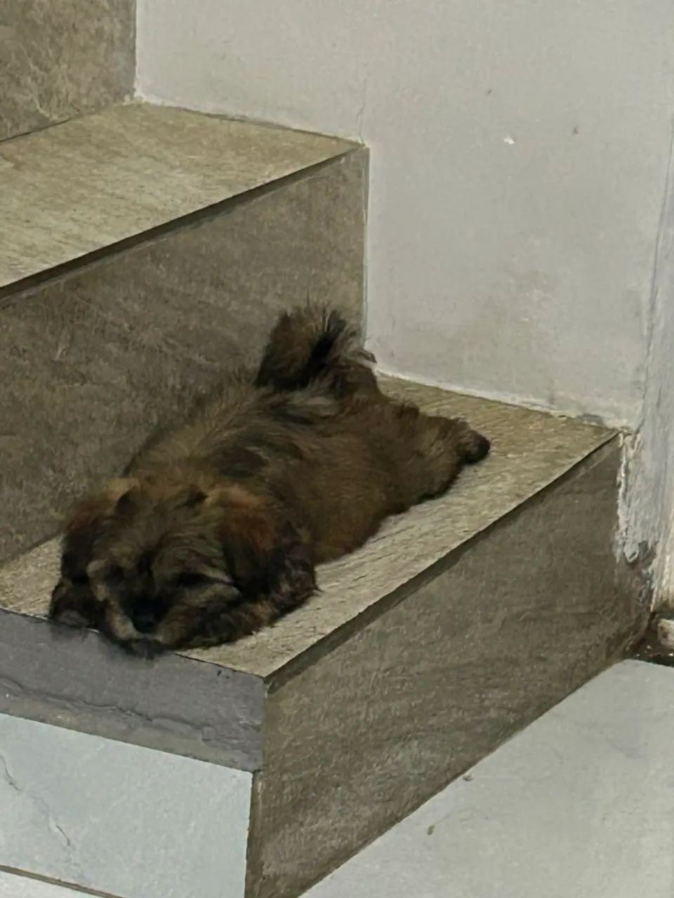 Lhasa Apso macho  - Foto 2
