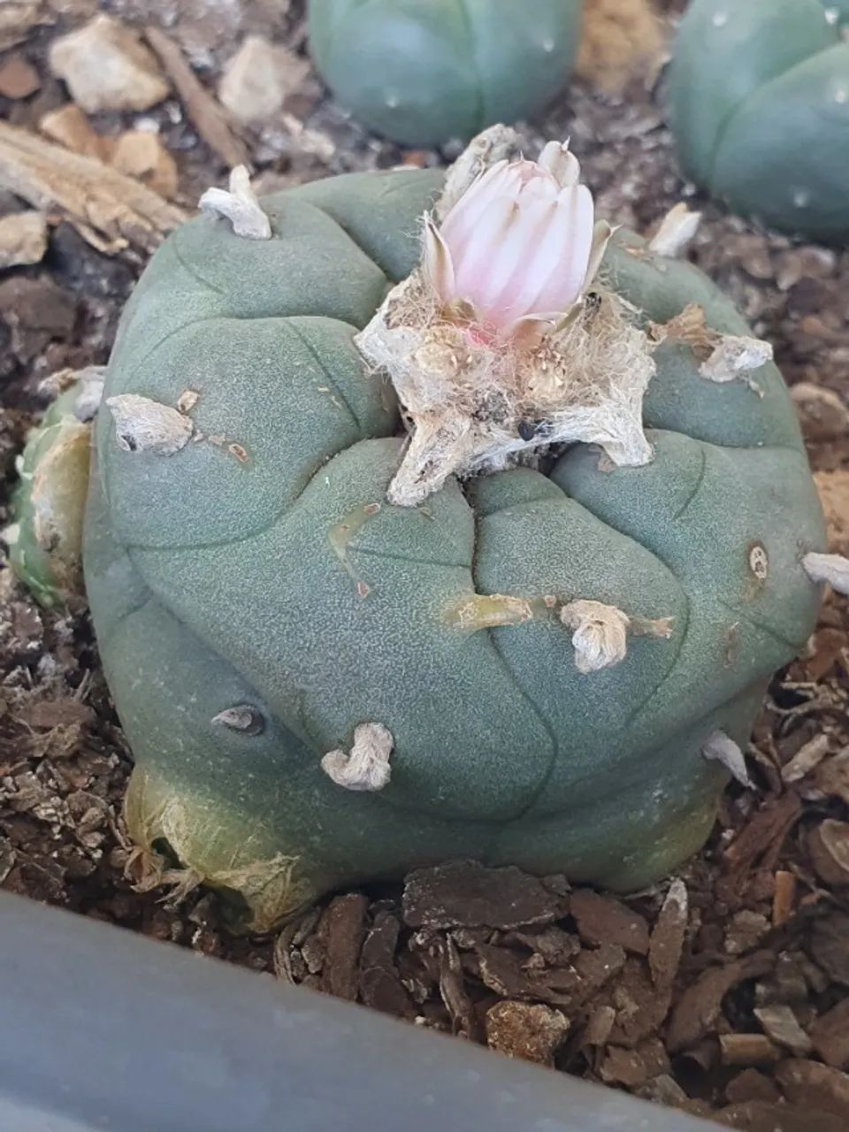 Lophophora williamsii Com Brotos Pote Nº 5