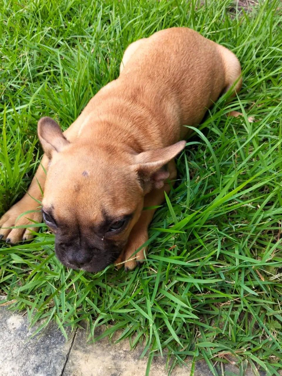 Dog show  - Foto 4