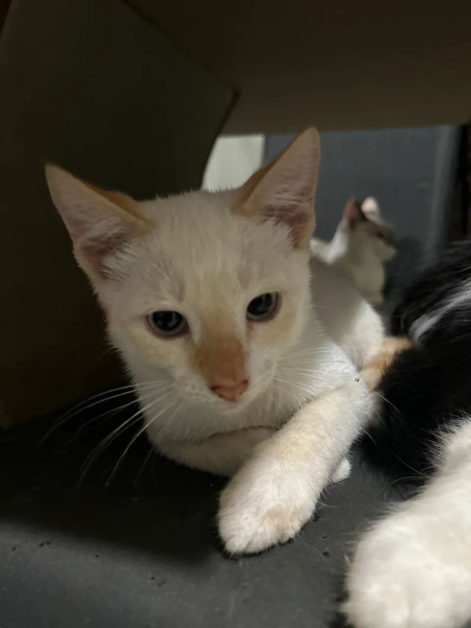 Adoção de gatos - Foto 4