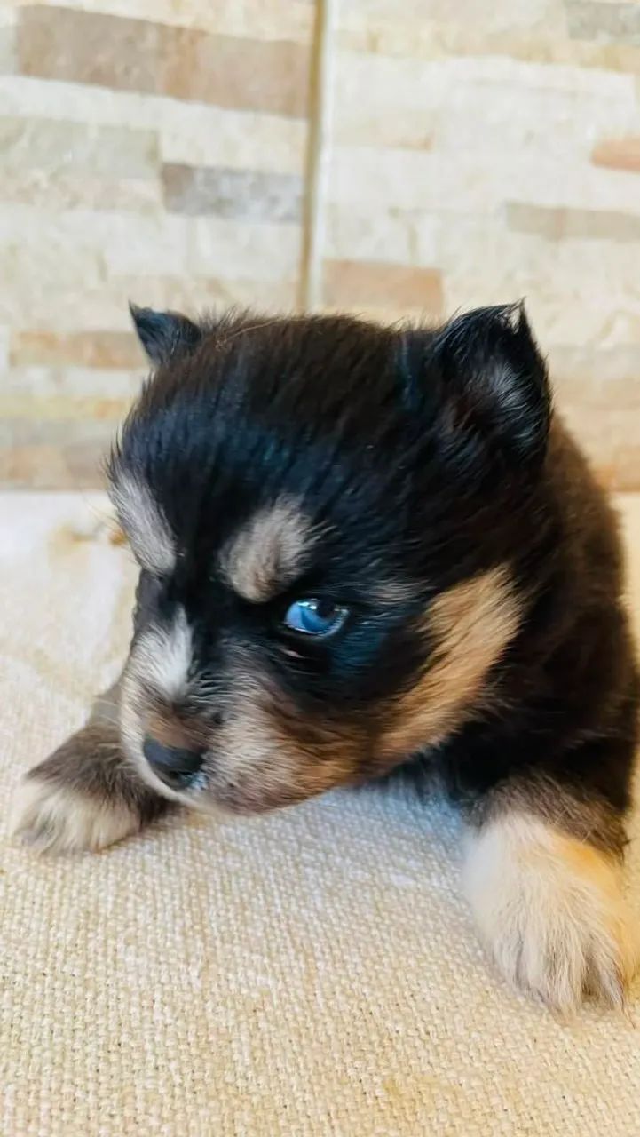 Animais  de estimação  - Foto 3
