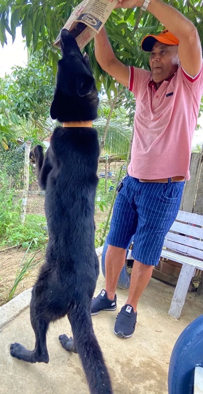 Cães Pastor e Belga  - Foto 3