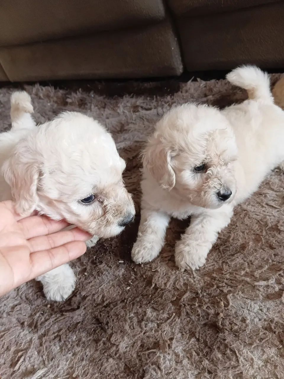 Cachorro poodle  600,00