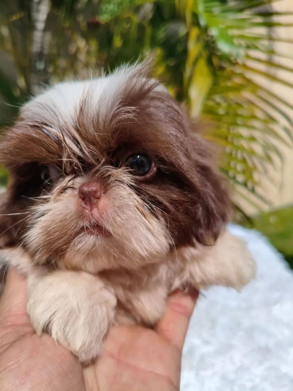 Filhotes de Shih tzus - Foto 2