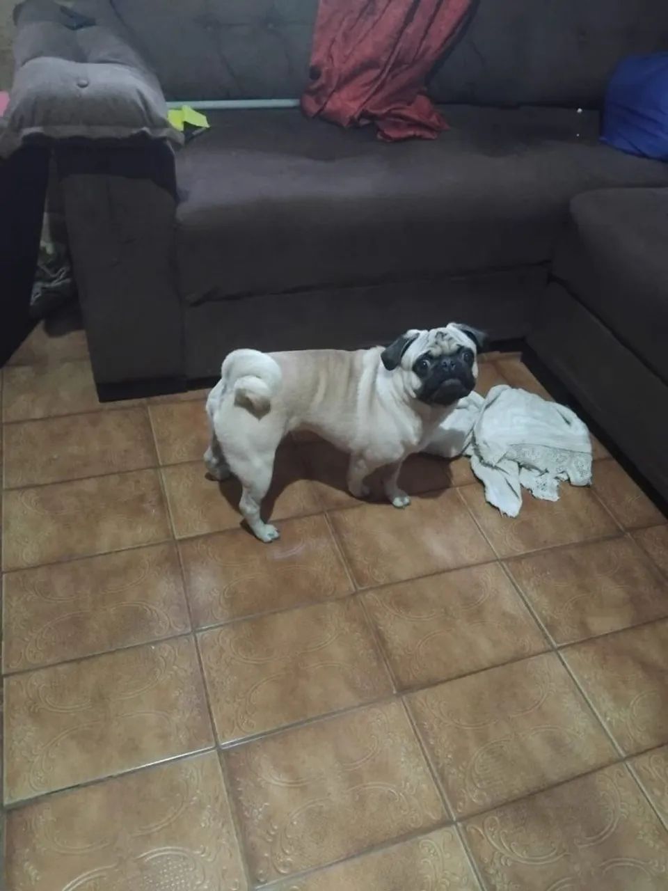 Procurando namorada tem 2 anos  - Foto 3