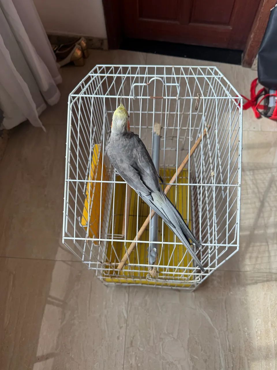 Gaiola de calopsita  - Foto 4