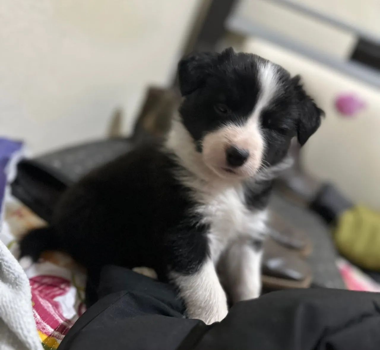 Border collie - Foto 2