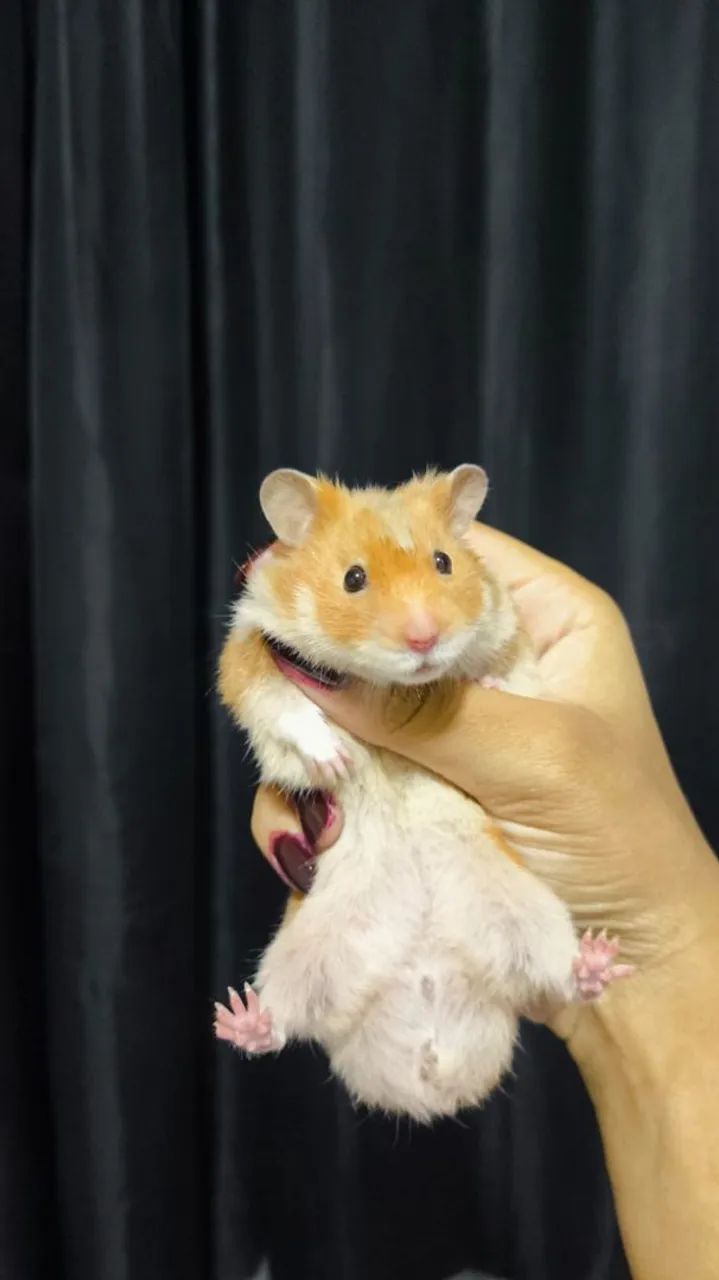 Doação Hamster Sírio 