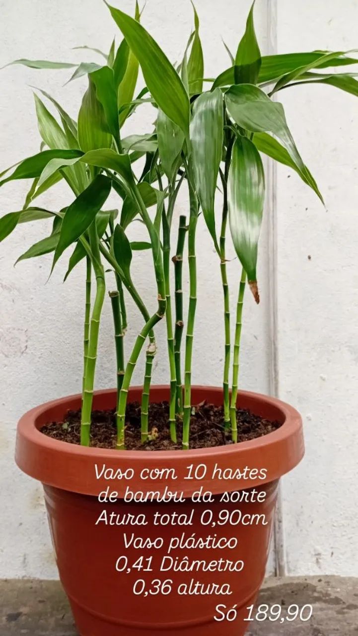 Bamboo da sorte mudas em vasos 