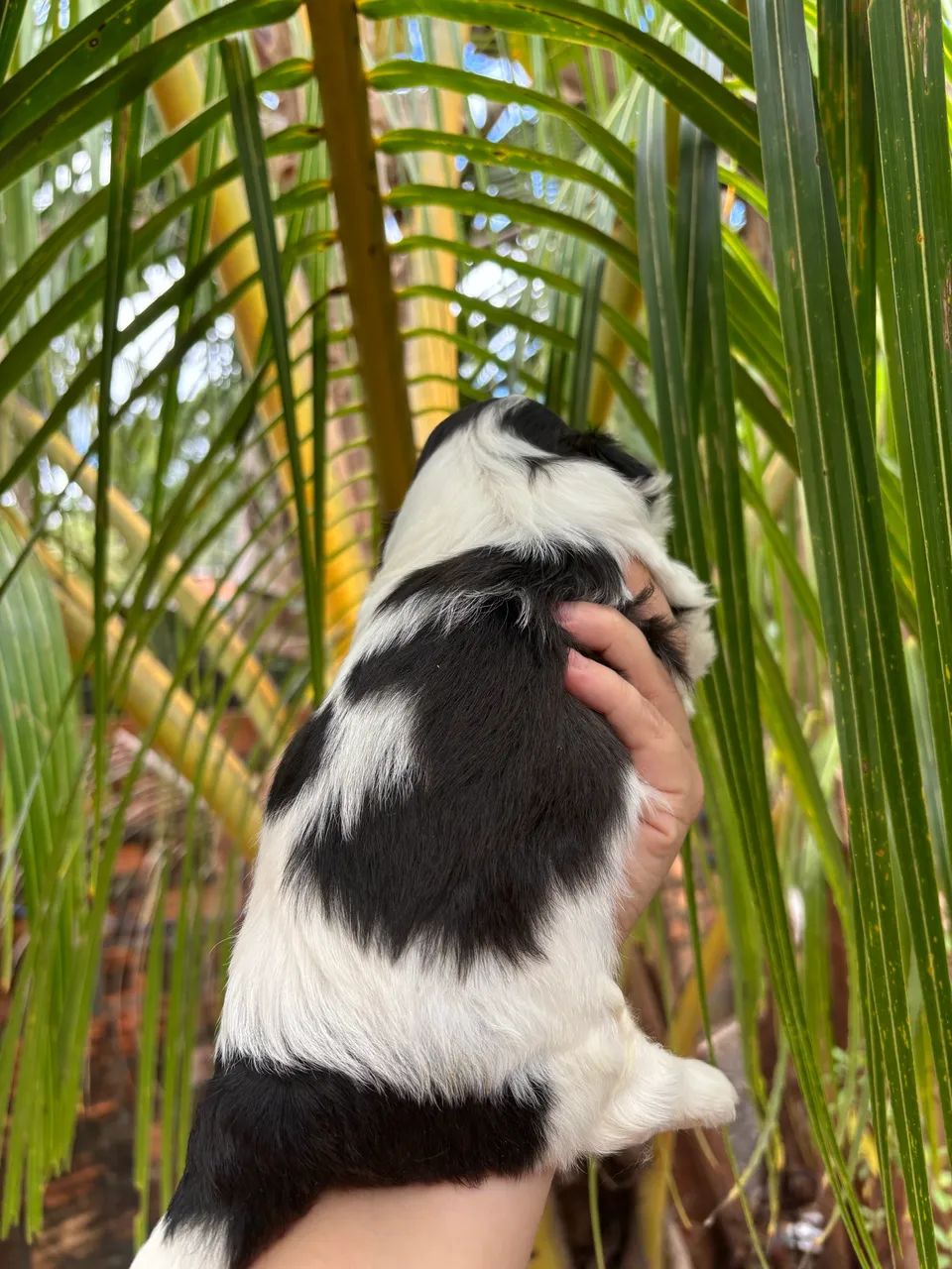 Shihtzu Macho  - Foto 4