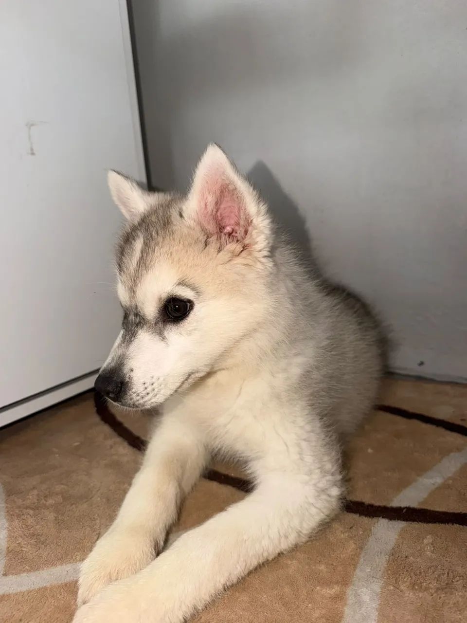 Vende-se Husky siberiano 