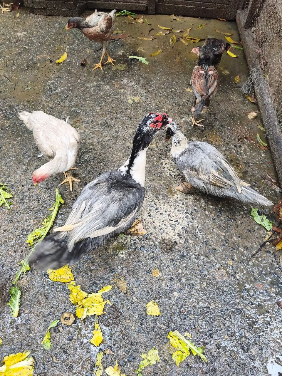 Vendo casal de pato coisa linda  - Foto 3
