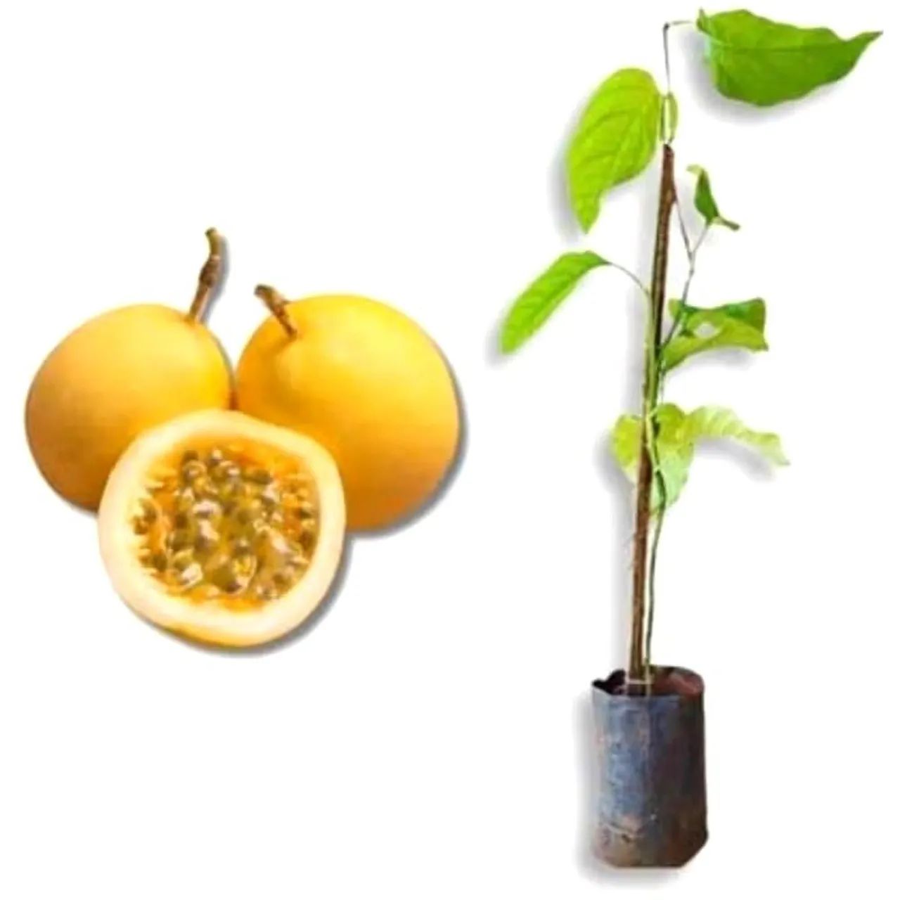 Muda de Mini Maracujá  Saudável e Pronta para Plantar - Foto 3