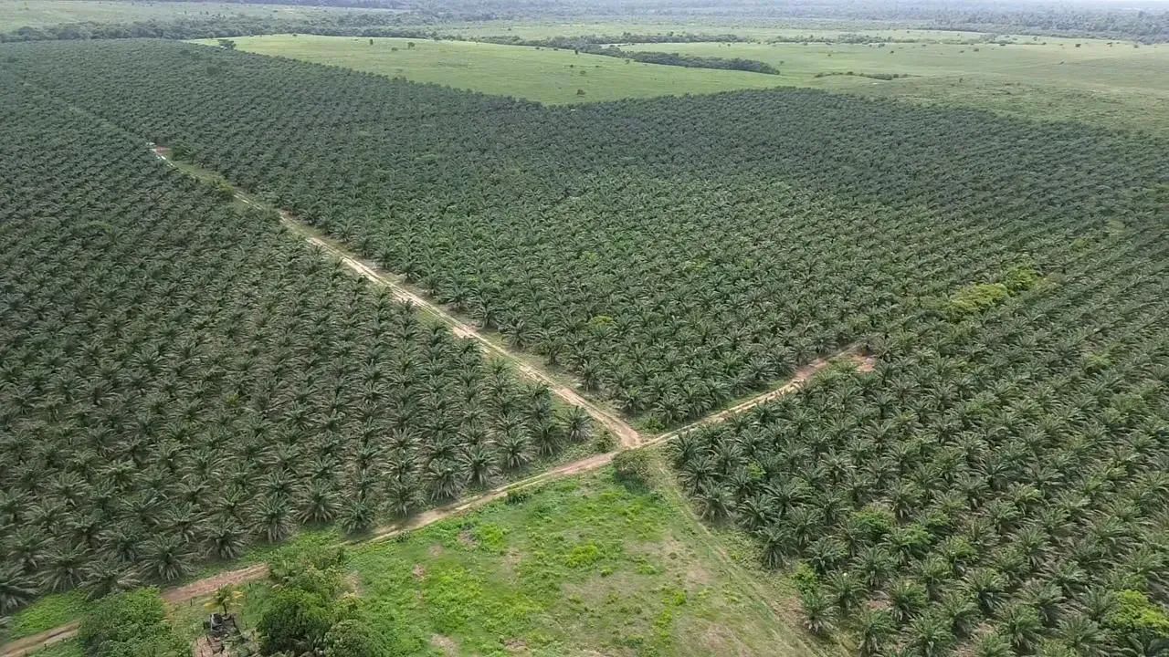 FAZENDA 4.500 HECTARES TAILÂNDIA/TOME AÇÚ - Foto 2
