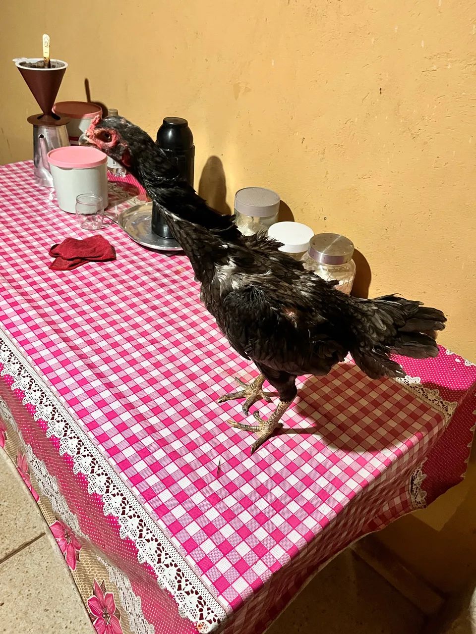 Galos e galinhas  - Foto 2