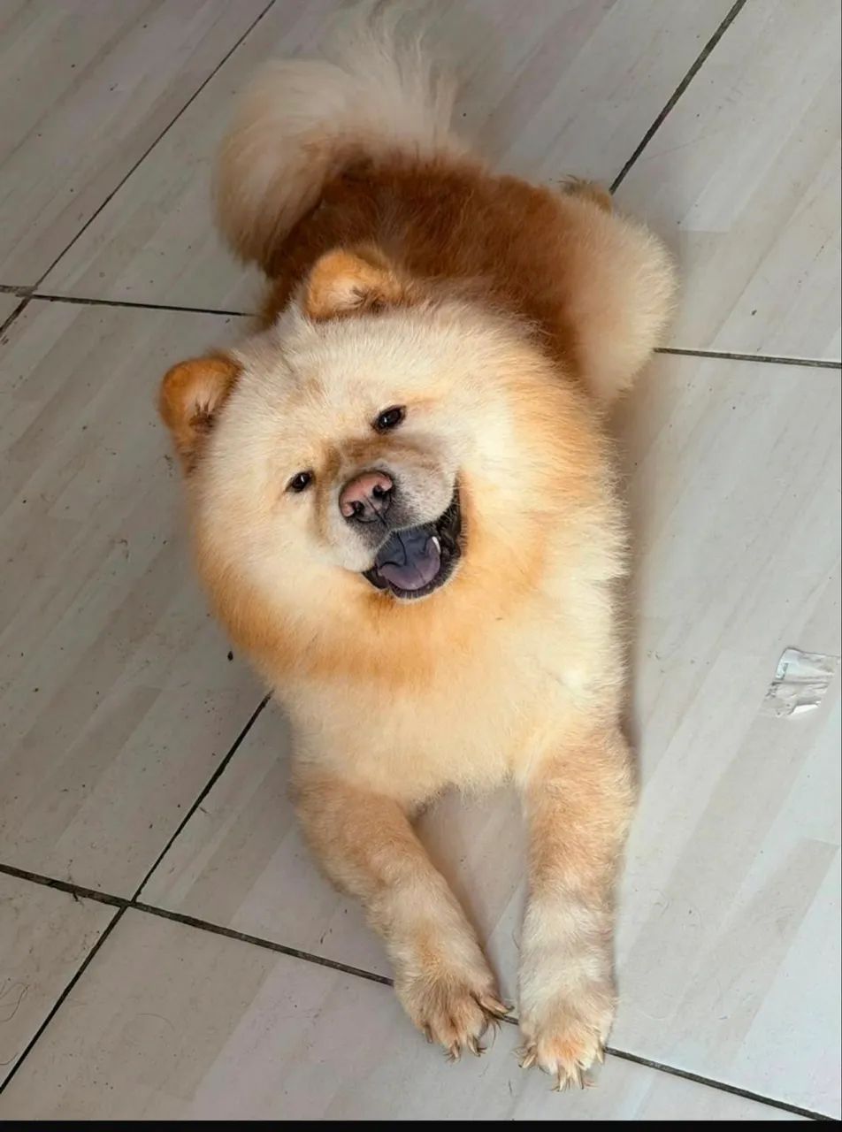 Chow chow europeu - Foto 2