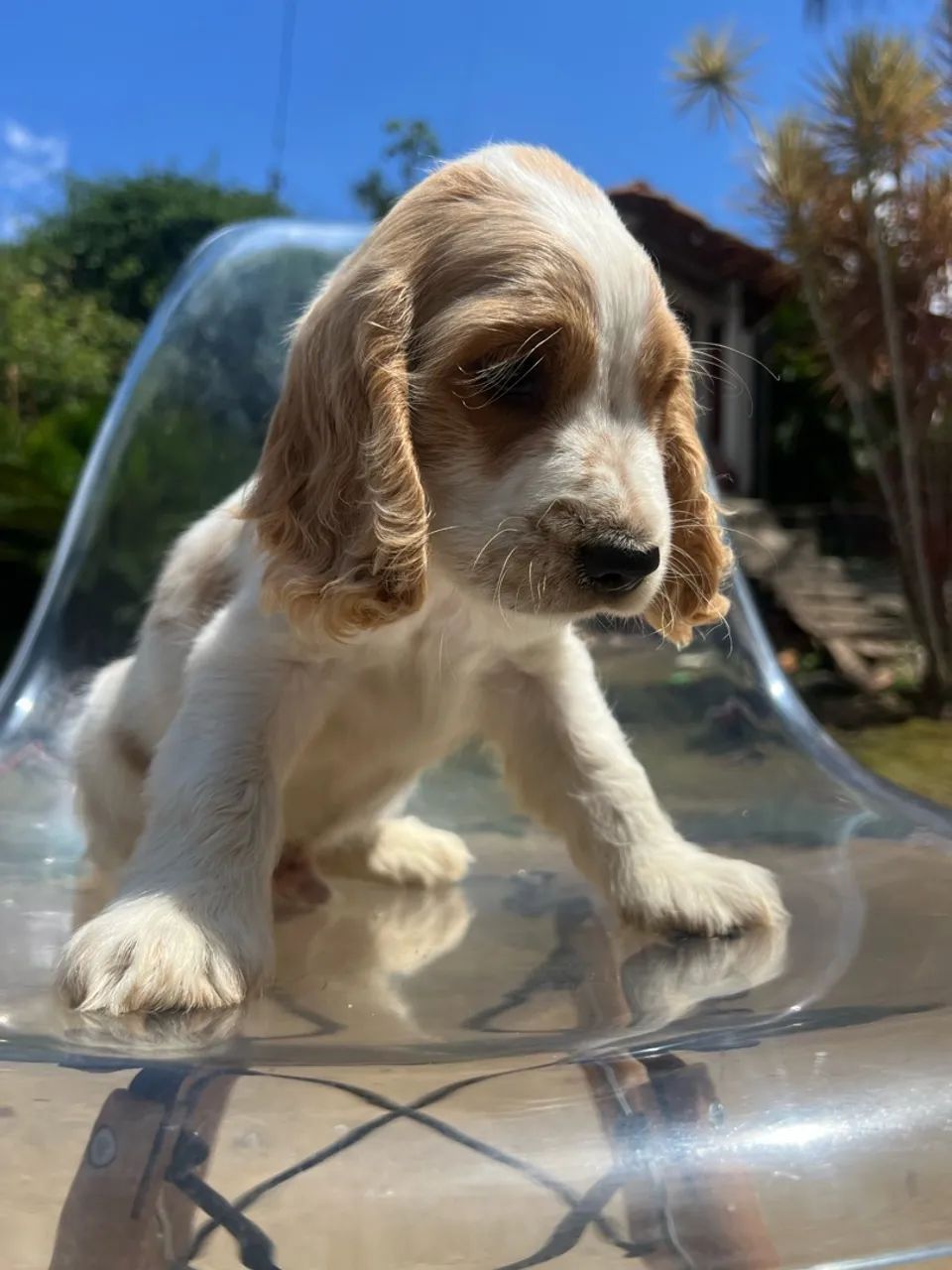 Coker spaniel - Foto 5