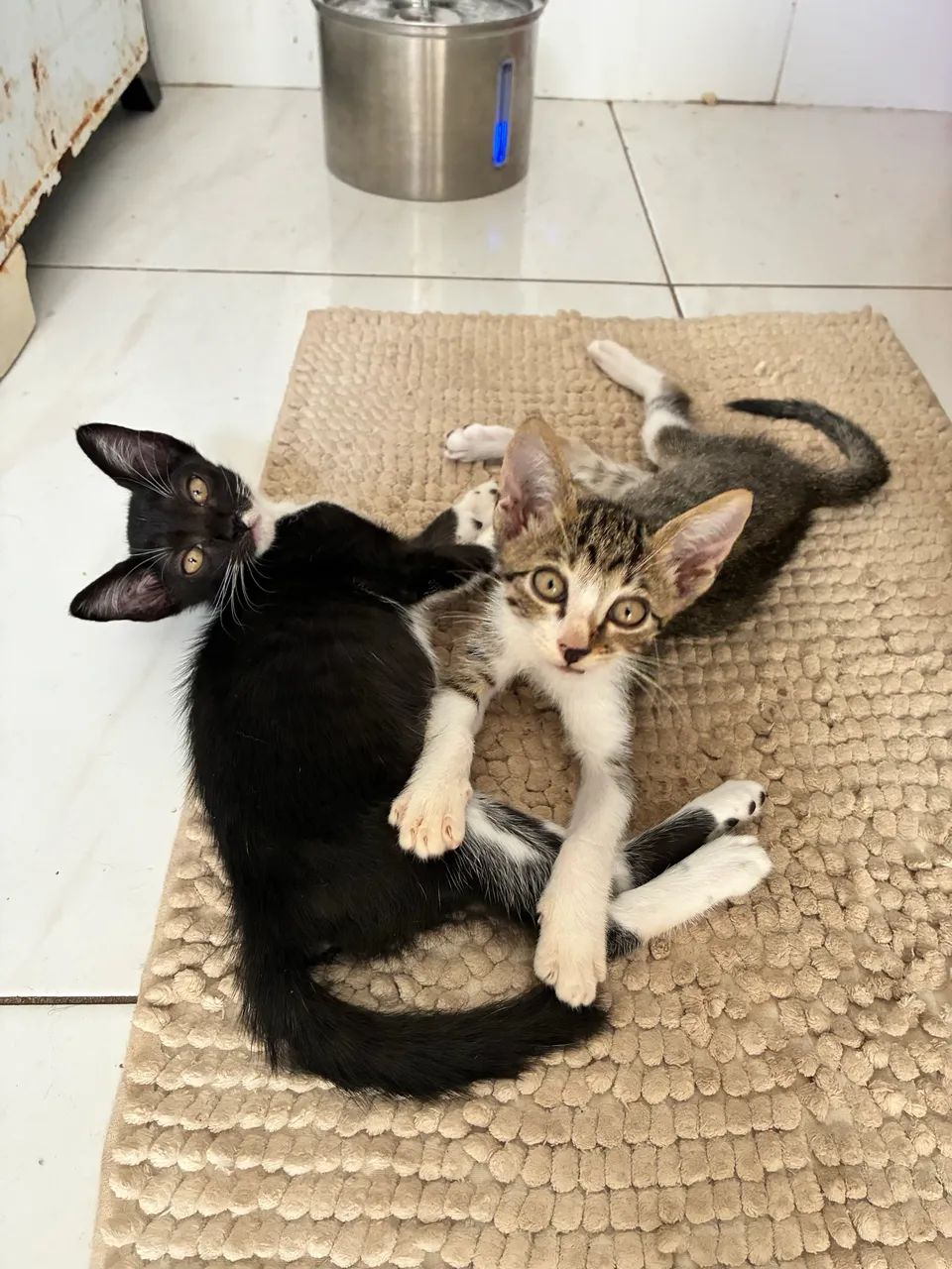 Gatinhos filhotes para adoção, 3 machos e 2 fêmeas 