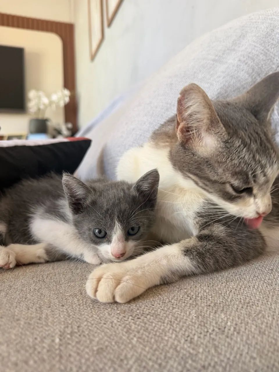 Adote uma gatinha  - Foto 4