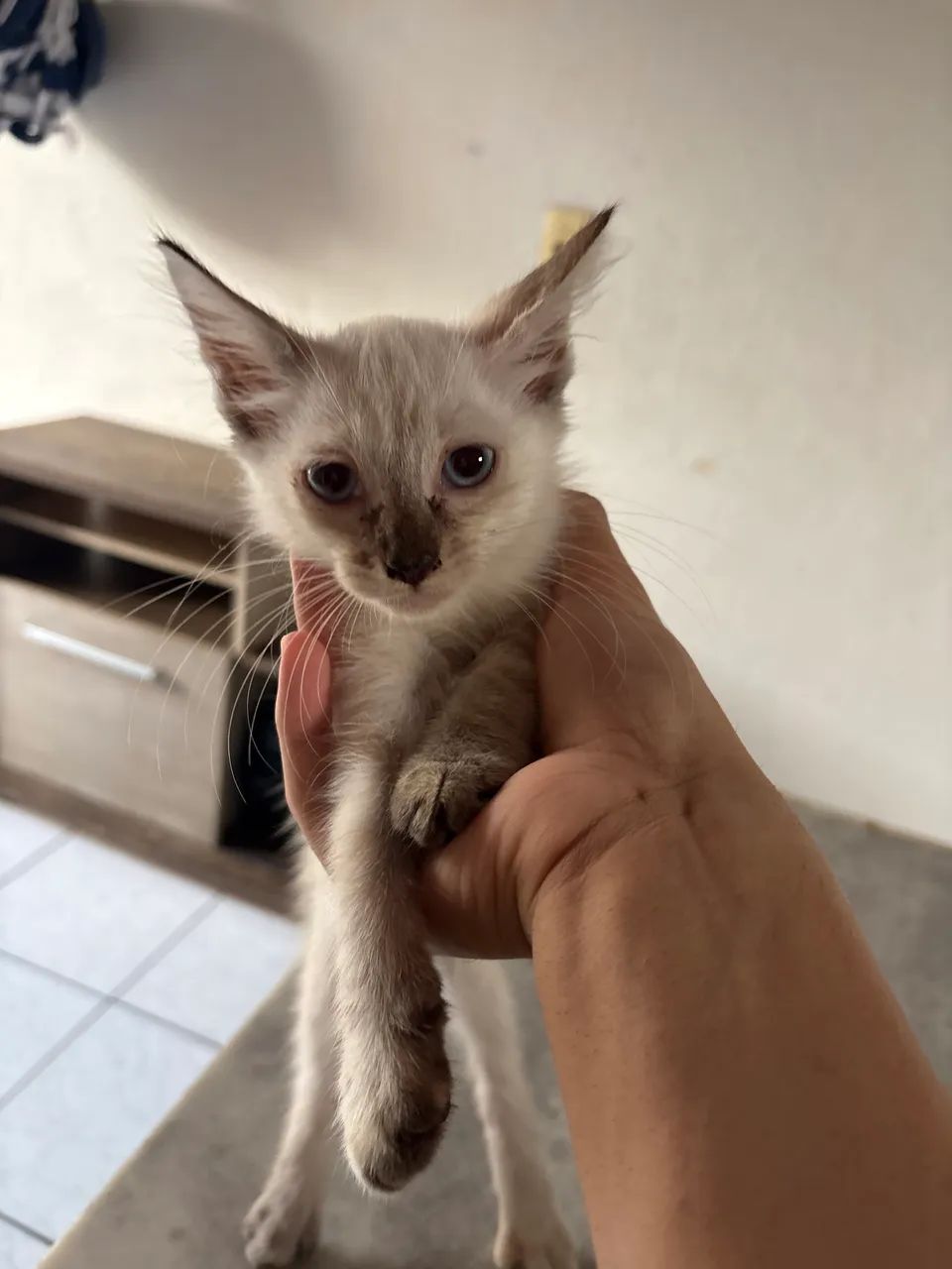 4 Gatas Fêmeas para adoção  - Foto 3