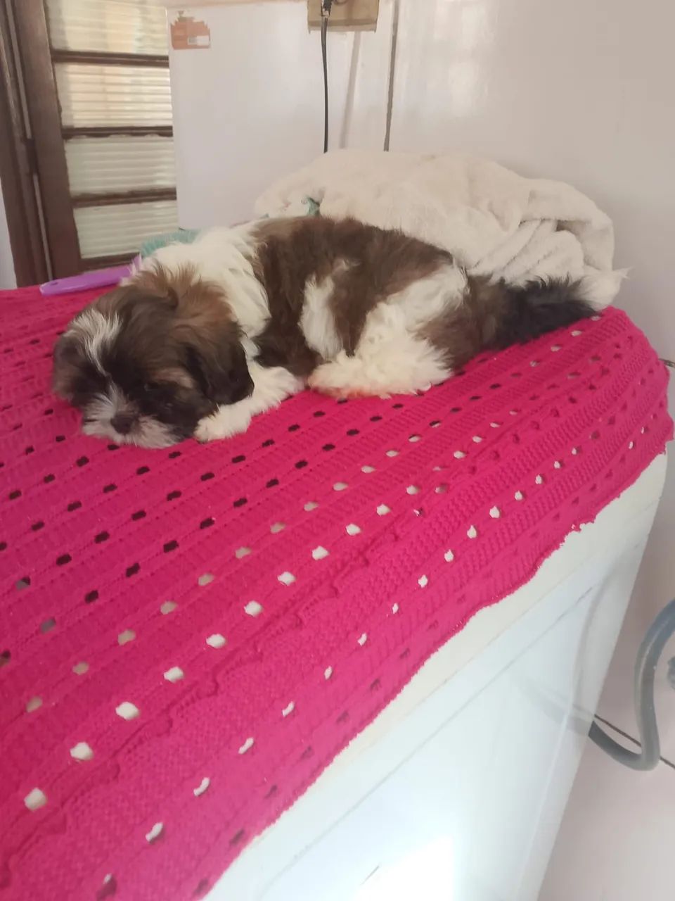 Shih tzu macho  - Foto 2
